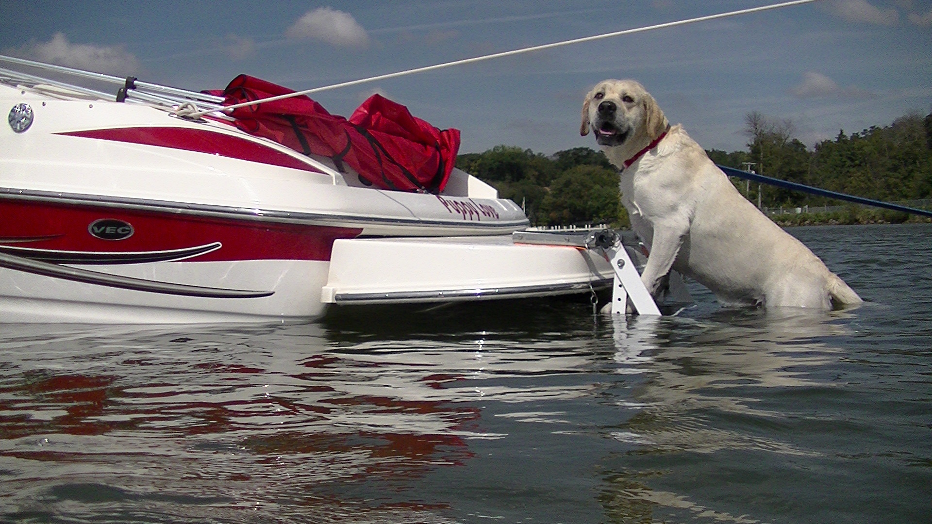 Top 3 Dog Ramps for Your Boat!