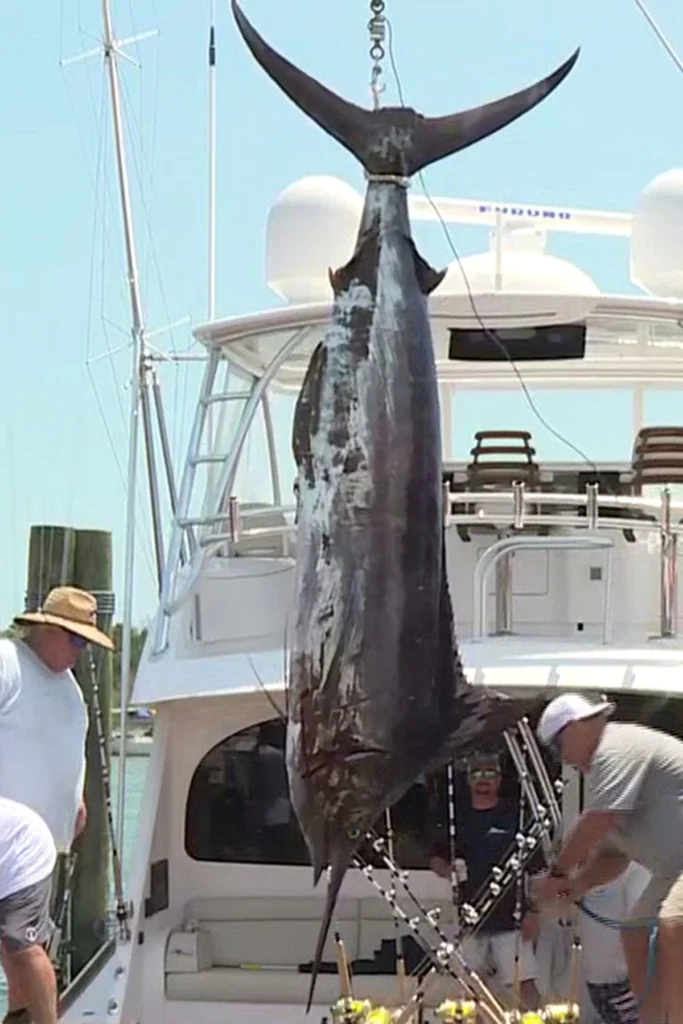 The Big Rock Tournament Recap 2022, boating, yachting, sportfish yachts, teams, offshore fishing, marlin, big rock, blue marlin, 2022, morehead city nc, tournament, competition, cash prize