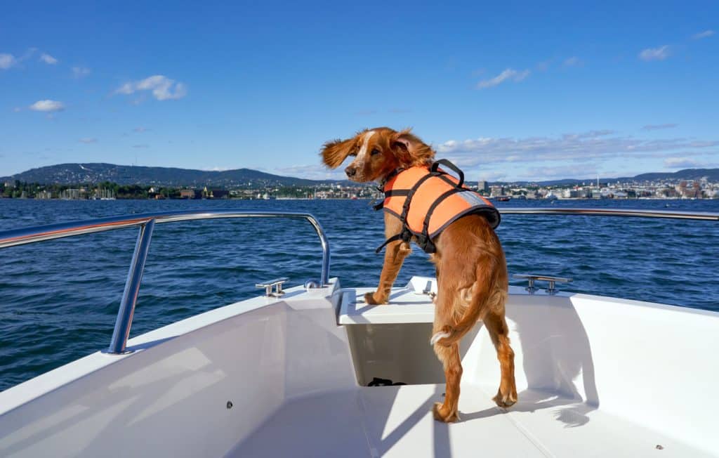 off the hook yachts, boating, boats, yachting, yachts, memorial day, memorial day boating, holiday, safe boating tips, safe boating tips for memorial day, veterans, military, dogs on a boat, furry friends