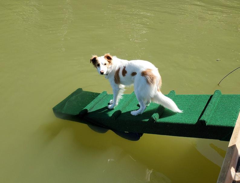 Top 3 Dog Ramps for Your Boat